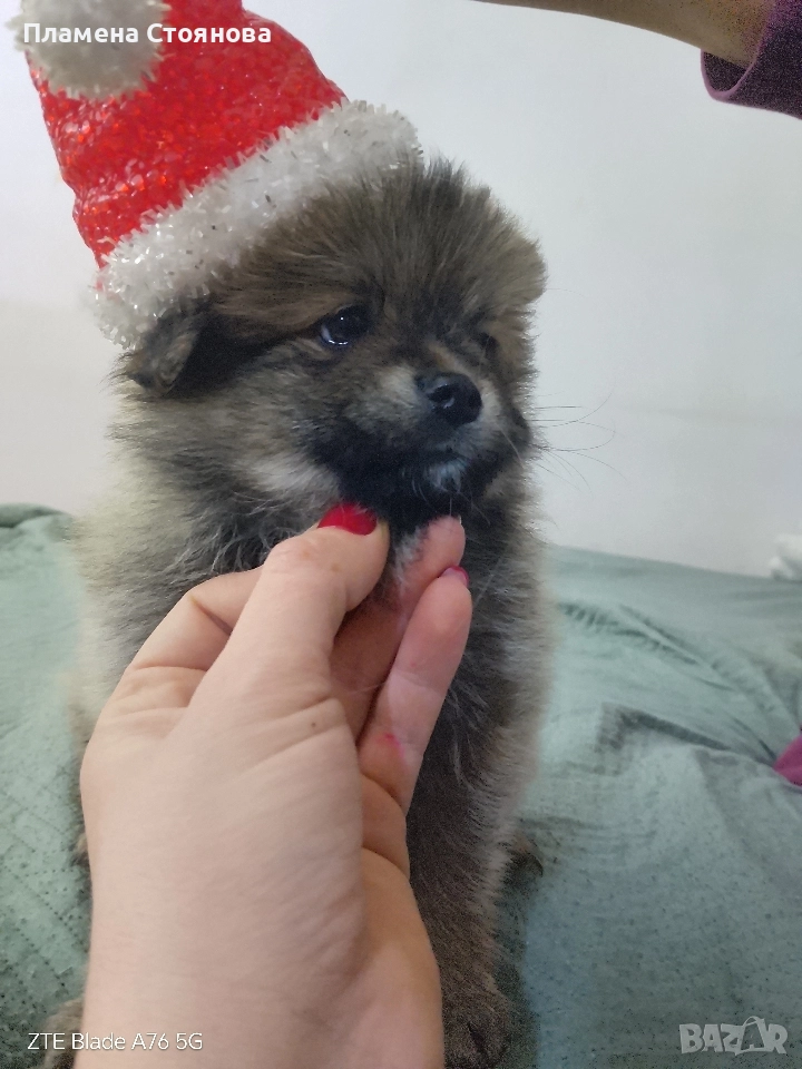 Продавам малки померани , снимка 1