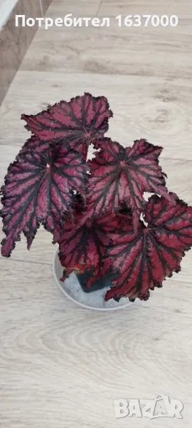 Бегония Red/black , снимка 1