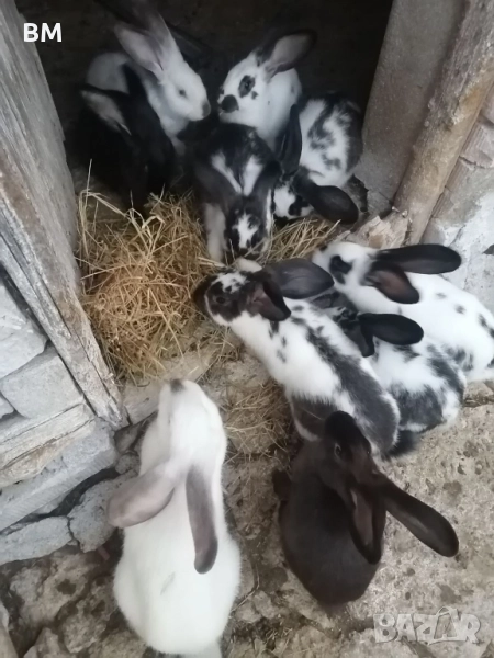 Зайци на 3 месеца, снимка 1