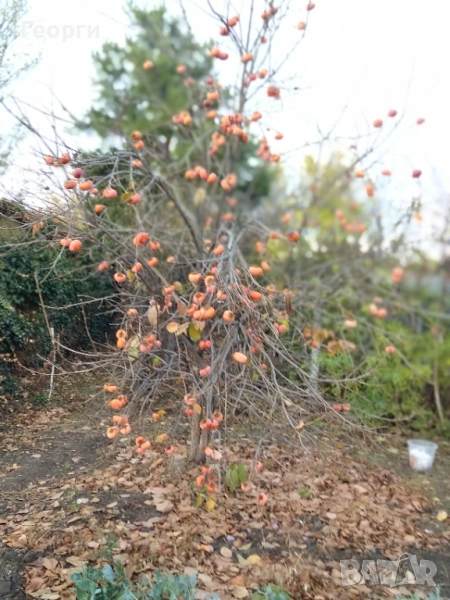 Продавам райска ябълка , снимка 1