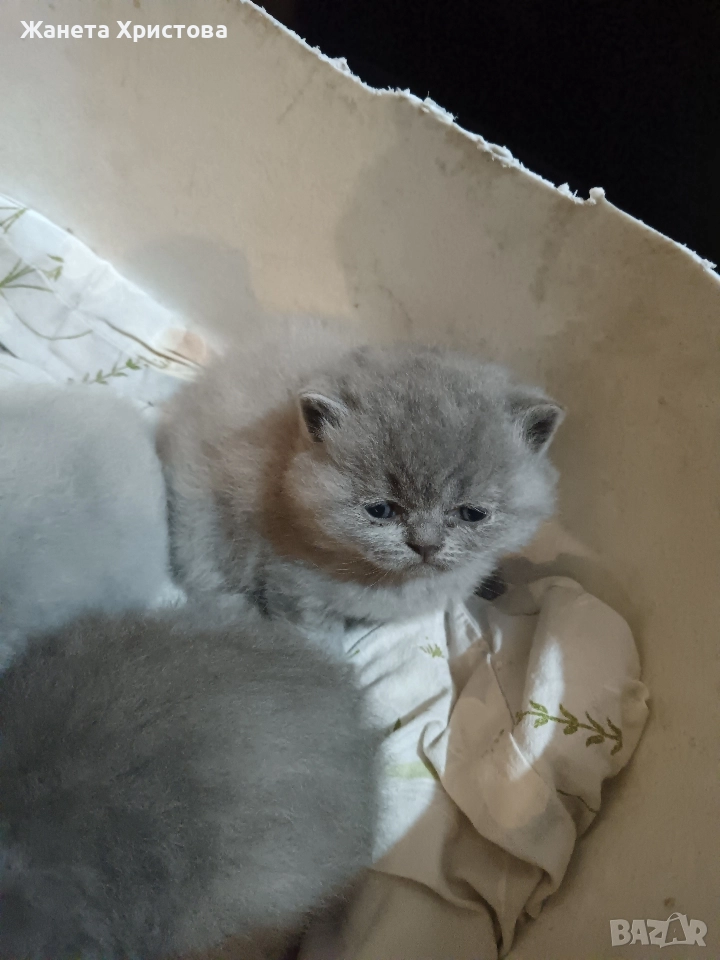 Продавам малки британски късокосмести котета , снимка 1