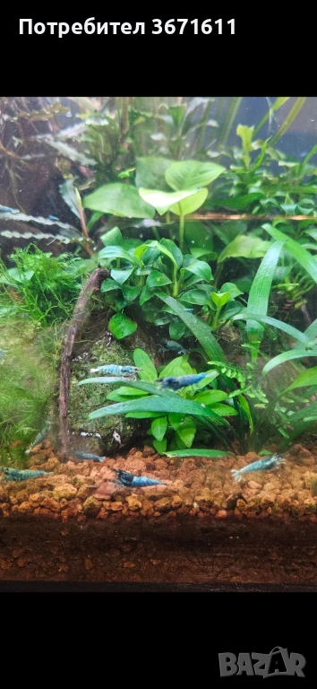 Скариди blue bolt, снимка 1