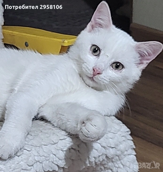 бяло коте, британска късокосмест, 9 мес., снимка 1