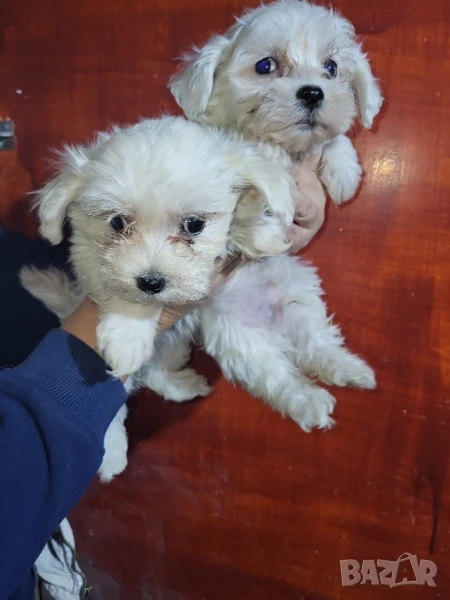 Продавам малтийски булонки, снимка 1