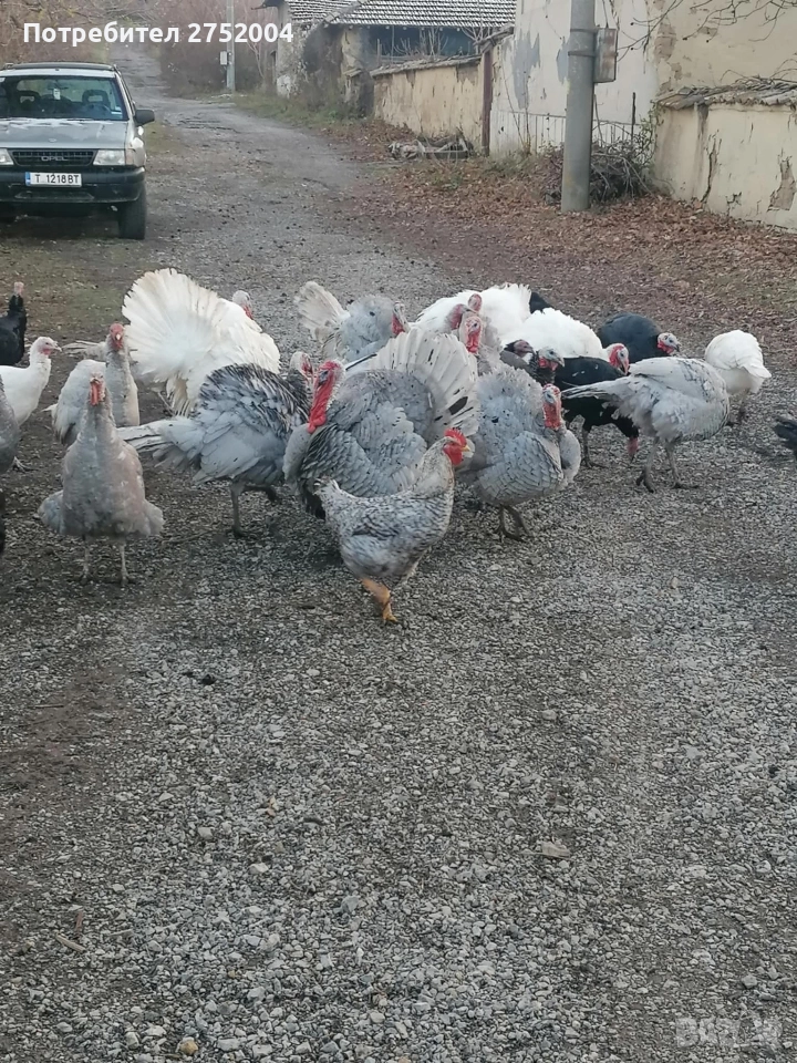 пуйки и пуяци , снимка 1