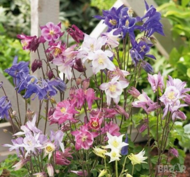 Продавам големи разстения Кандилки ( кошнички) , снимка 1