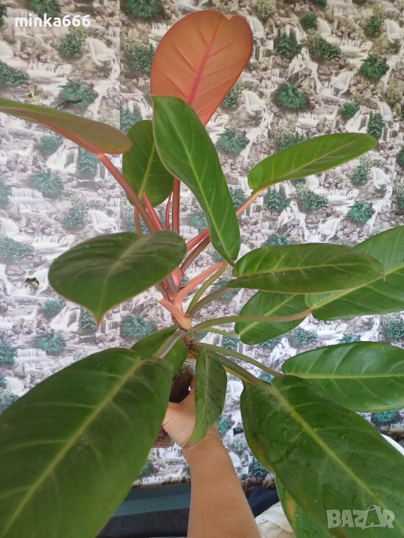 Филодендрон карамел, снимка 1