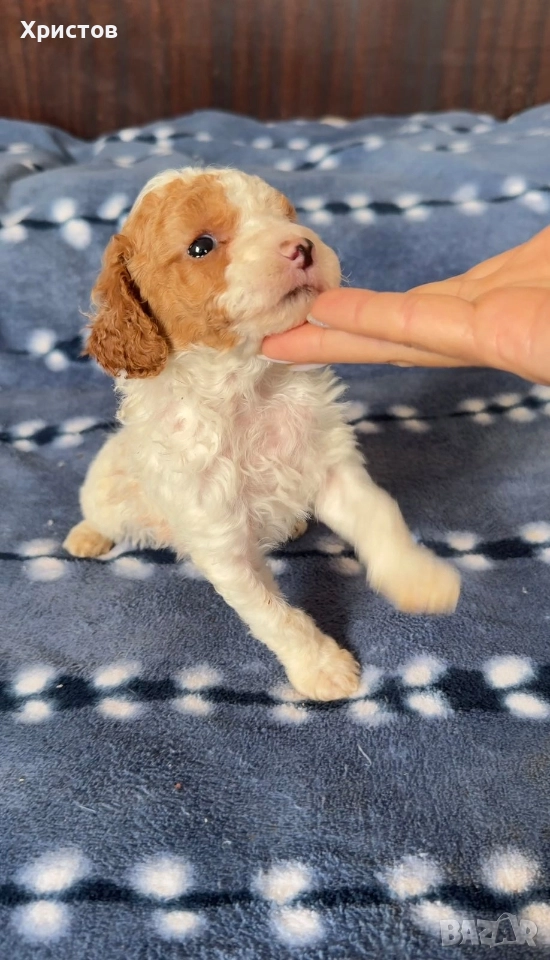 Мини пудел той бебета, снимка 1