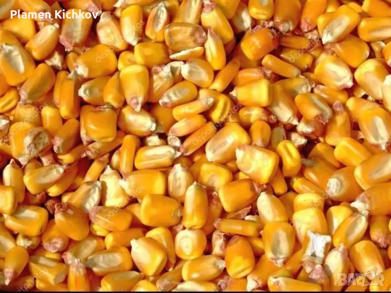 Царевица на зърно, снимка 1