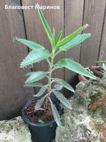 Каланхое , снимка 1