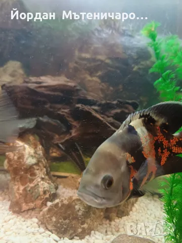 Астронатоси 20-25 см., снимка 6 - Рибки - 42952251