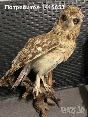Продавам препарирана сова