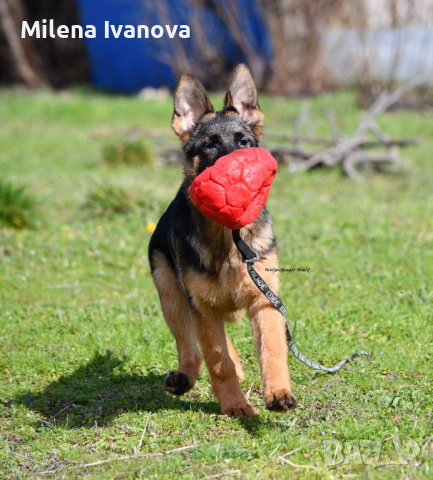 Женска немска овчарка с родословие , снимка 4 - Немска овчарка - 53763947