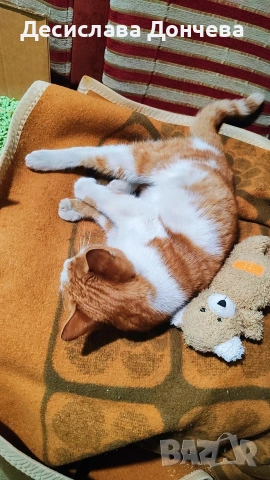 Коте Сами си търси дом, осинови го, снимка 11 - Други - 53033203