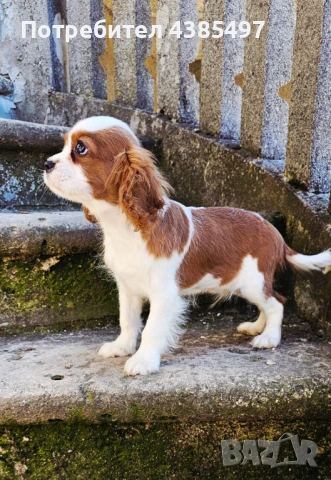 Кавалер Кинг Чарлз Шпаньол мъжко , снимка 2 - Кавалер кинг чарлз шпаньол - 53288486