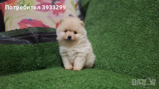 Померан мини померанче момиче, снимка 6 - Померан - 53116915