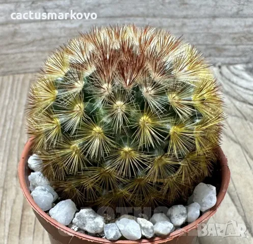 Mammillaria carmenae f. rubrispina, снимка 1 - Стайни растения - 48027304