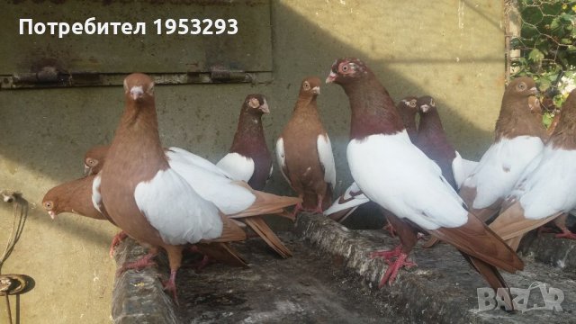 Бирмани млади и работещи  чифтове , снимка 3 - Гълъби - 42634790