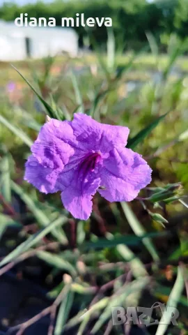 Руелия, Мексиканска петуния, Ruellia Purple Mexican Petunia!!!, снимка 9 - Градински цветя и растения - 54637157
