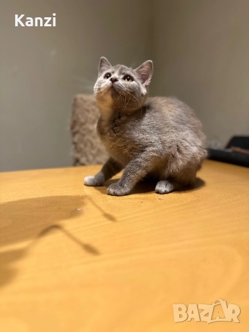 Британски British Blue Point, снимка 8 - Британска късокосместа - 52353233