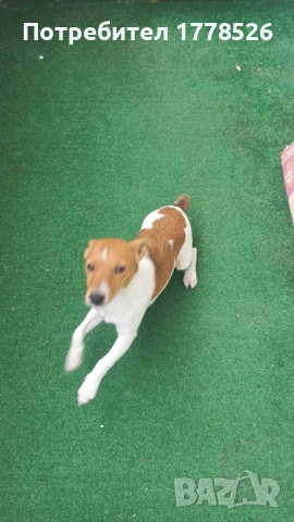 Джак Ръсел Териер, снимка 4 - Джак ръсел териер - 51953290