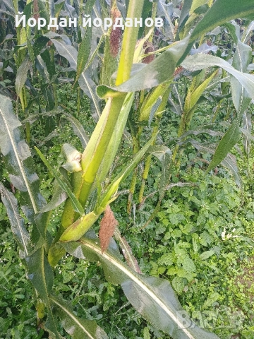 продавам бяла царевица , снимка 13 - Сортови семена и луковици - 52339346