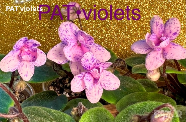 Saintpaulia Сейнтполия Сентполия African Violet Aфриканска теменужка стайна теменужка Фiалка, снимка 3 - Стайни растения - 50025772