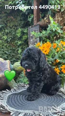 Кавапу Cavapoo F1b