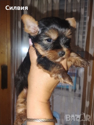 предлагам момиченце и момченце мини йоркширски териер , снимка 1