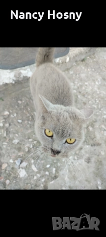 Подарявам британска късокосместа котка 