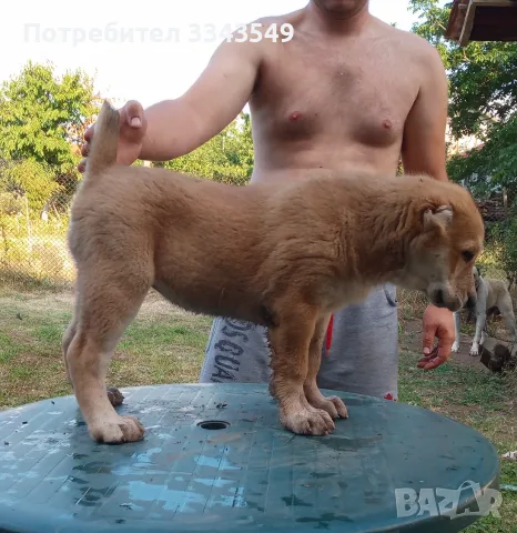Женско кутре Алабай 