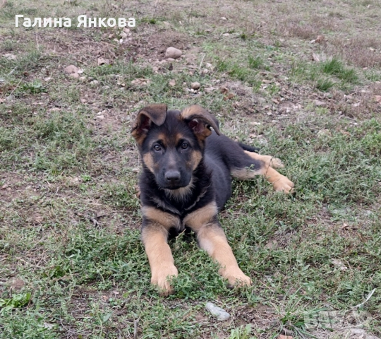 Немска овчарка, снимка 1