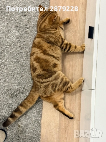 Мъжки британец за разплод , снимка 2 - Британска късокосместа - 53806118