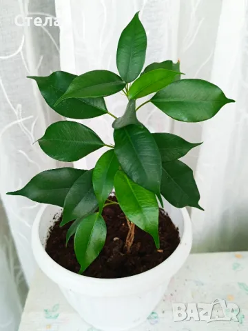 Аглаонема, Бенджамин и други стайни растения , снимка 6 - Стайни растения - 46295372