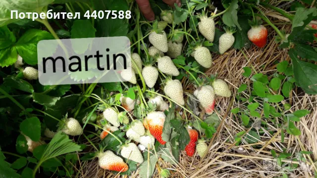 Расзад ягоди и малини , снимка 16 - Разсади - 49488622