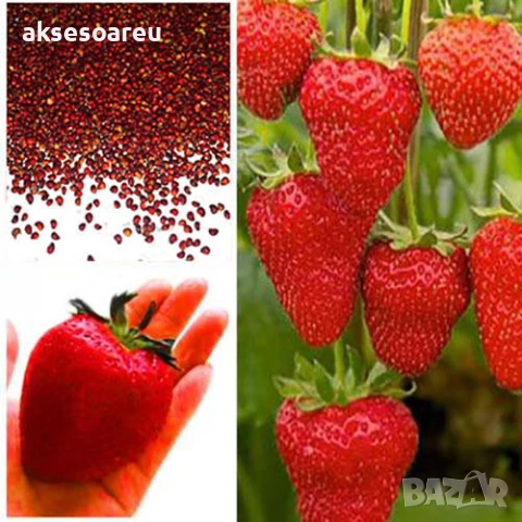 100 бр. ягодови семена от гигантска ягода градинско плодово растение сладки и вкусни червени ягоди, снимка 16 - Сортови семена и луковици - 50619114