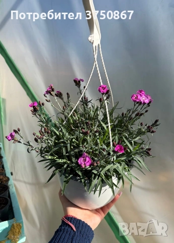 💜🌿 Каскаден, ароматен карамфил - кошници