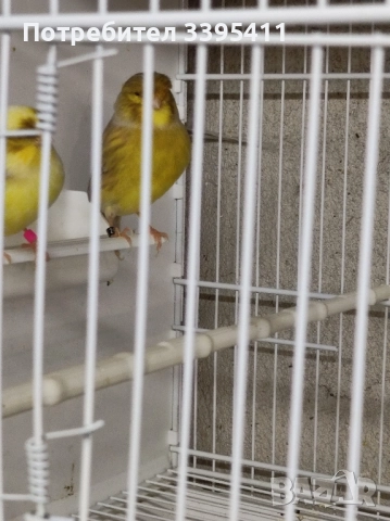 продавам цветни канари Жълти Червени Глостери и Венецуелски Скатии , снимка 12 - Канари - 52323560