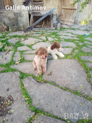 Кучета за лов на трюфели