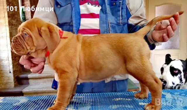 Френски мастиф-Дог Де Бордо , снимка 4 - Мастиф - 47454852