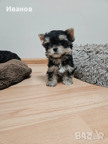 Мини момичета Йоркширски териер 