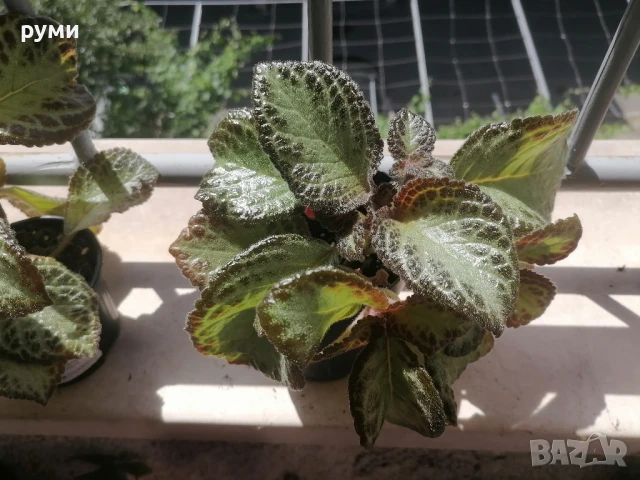 еписция червена , снимка 4 - Стайни растения - 51155474