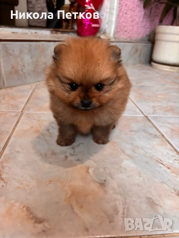 Померан мини , снимка 2 - Померан - 53076217