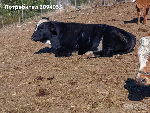 свободни телета за клане и гледане , снимка 3 - Крави - 56311515