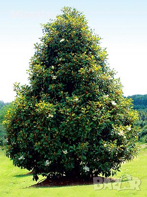 Магнолия Грандифлора (Вечнозелена), снимка 3 - Градински цветя и растения - 41378647
