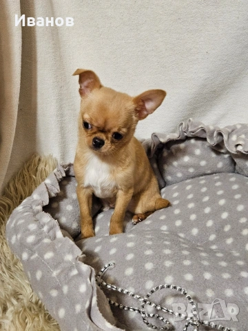 Мини бебе момчe, снимка 4 - Чихуахуа - 52394701