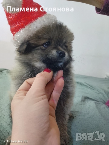 Продавам малки померани 