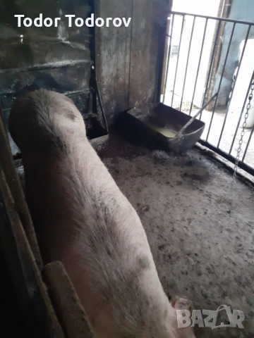 Домашни прасета, снимка 2 - Прасета - 52720181