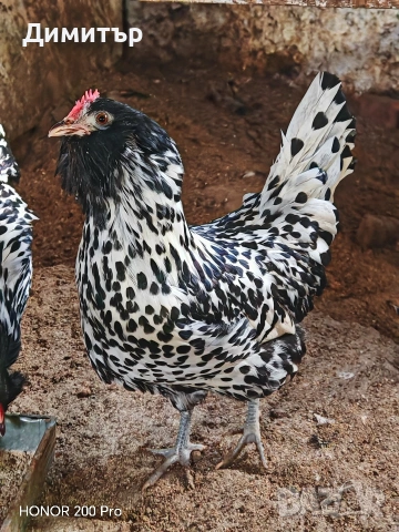 Разплодни яйца от Тюрингийска брадата кокошка , снимка 4 - Кокошки и пуйки - 53483514