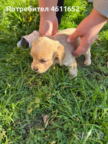 кокерчета, снимка 15 - Шпаньоли - 52281572